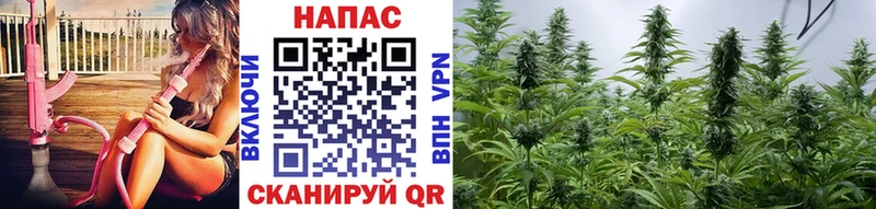 Конопля сатива  где можно купить   Далматово 
